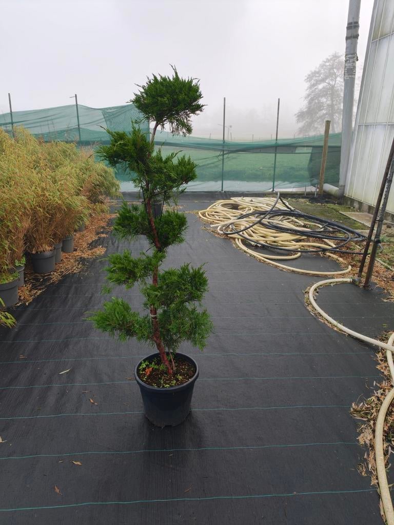 Banzai 160-180 cm, Tuin en Terras, Planten | Bomen, Overige soorten, Halfschaduw, Bloeit niet, Ophalen