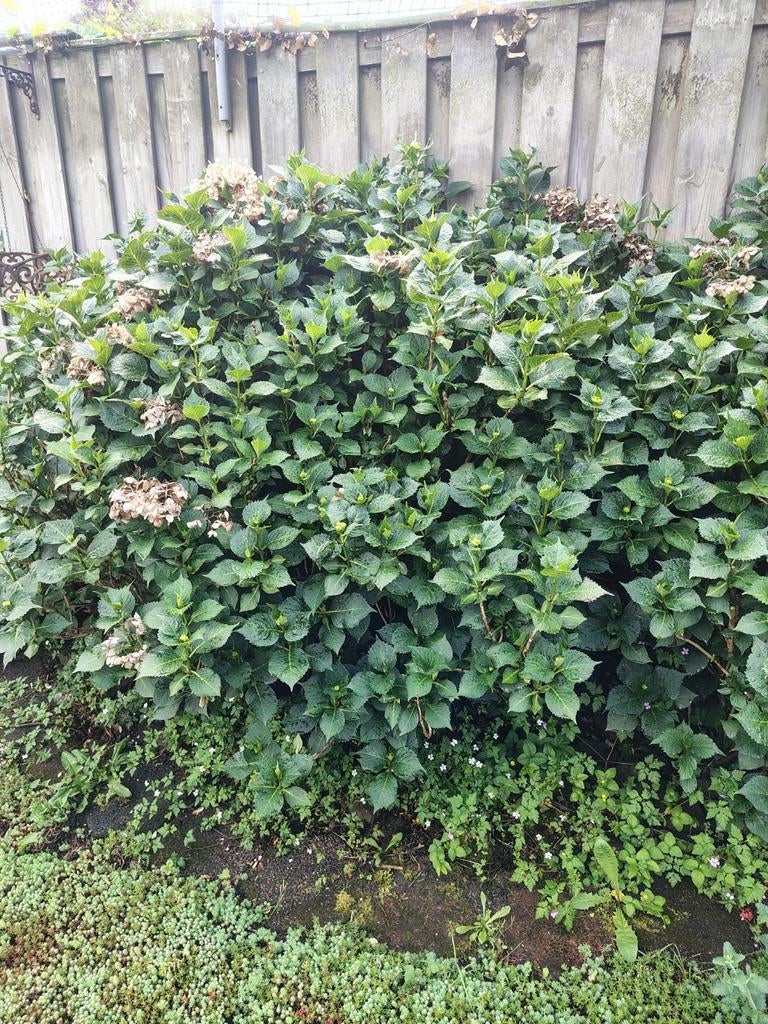 Gratis hortensia struiken rose, Ophalen, Hortensia, Struik, 100 tot 250 cm