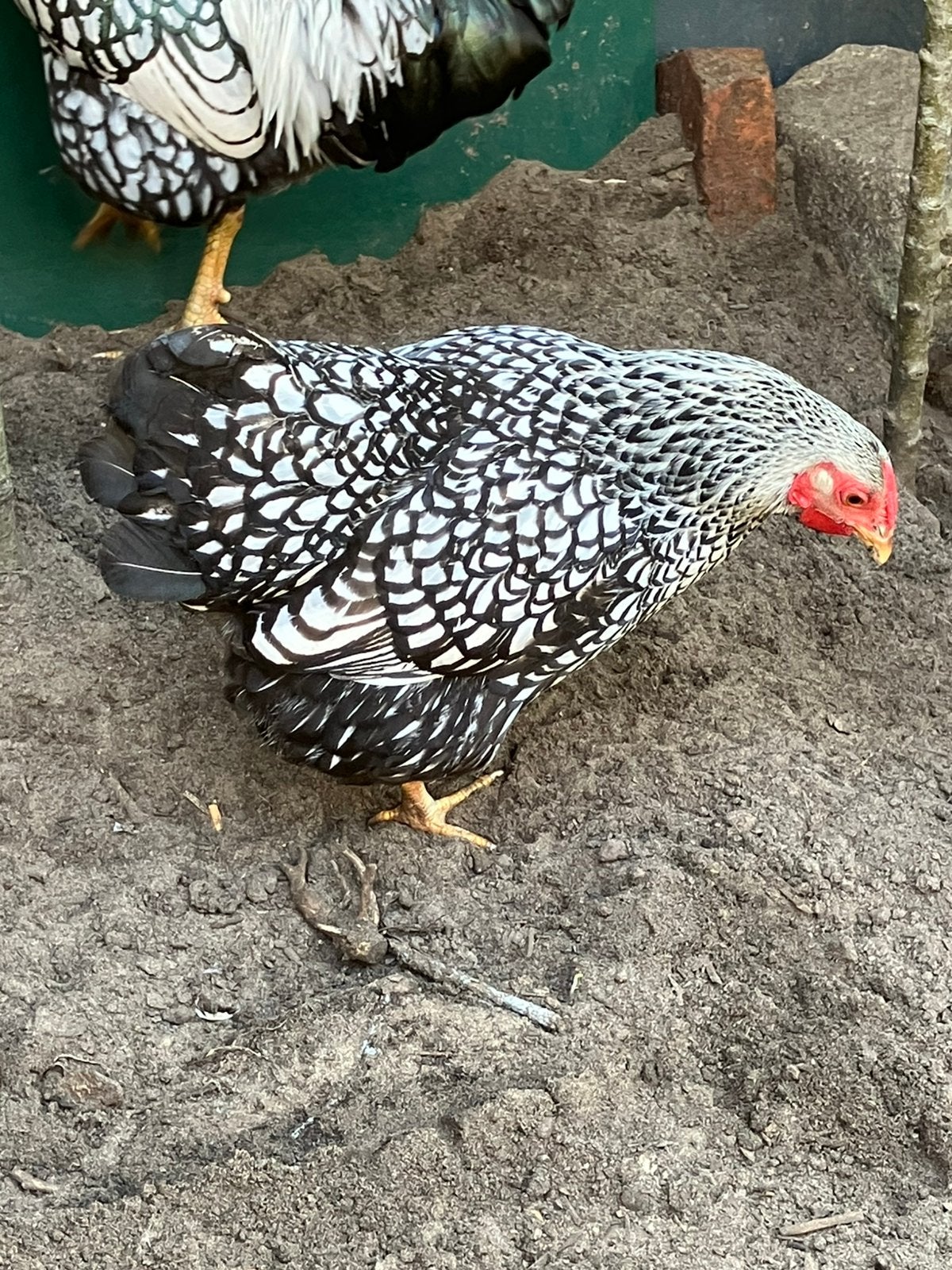 Wyandotte kriel hennen, Dieren en Toebehoren, Vrouwelijk, Kip