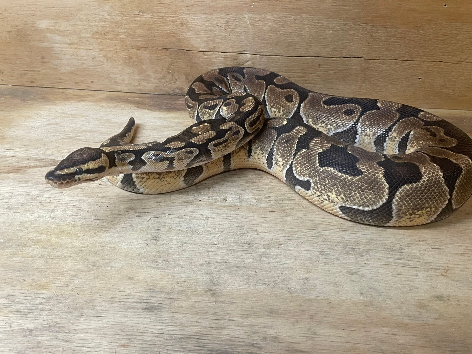 Koningspython wildkleur/enchi (2023 vrouw), Dieren en Toebehoren, Slang, Met terrarium, 3 tot 6 jaar