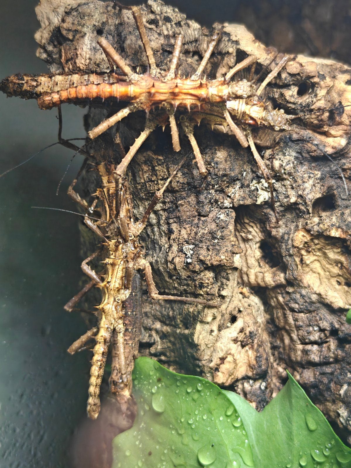 Tisamenus draconius nimfen, Dieren en Toebehoren, Insecten en Spinnen