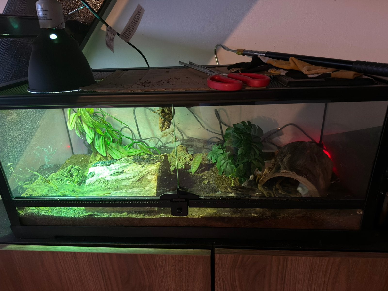 Ball Python (Pied-female), 2 years old, complete terrarium Ball Python photo 5