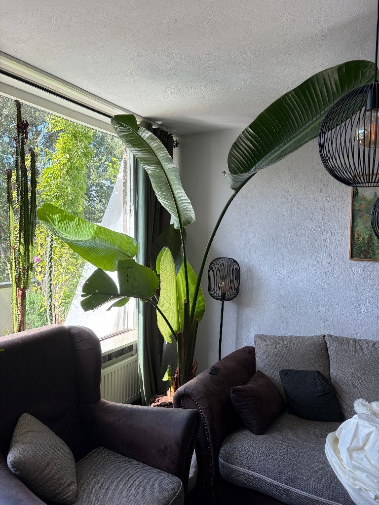 Mooie grote Strelitzia Nicolai, Huis en Inrichting, Ophalen, 200 cm of meer, Overige soorten, In pot