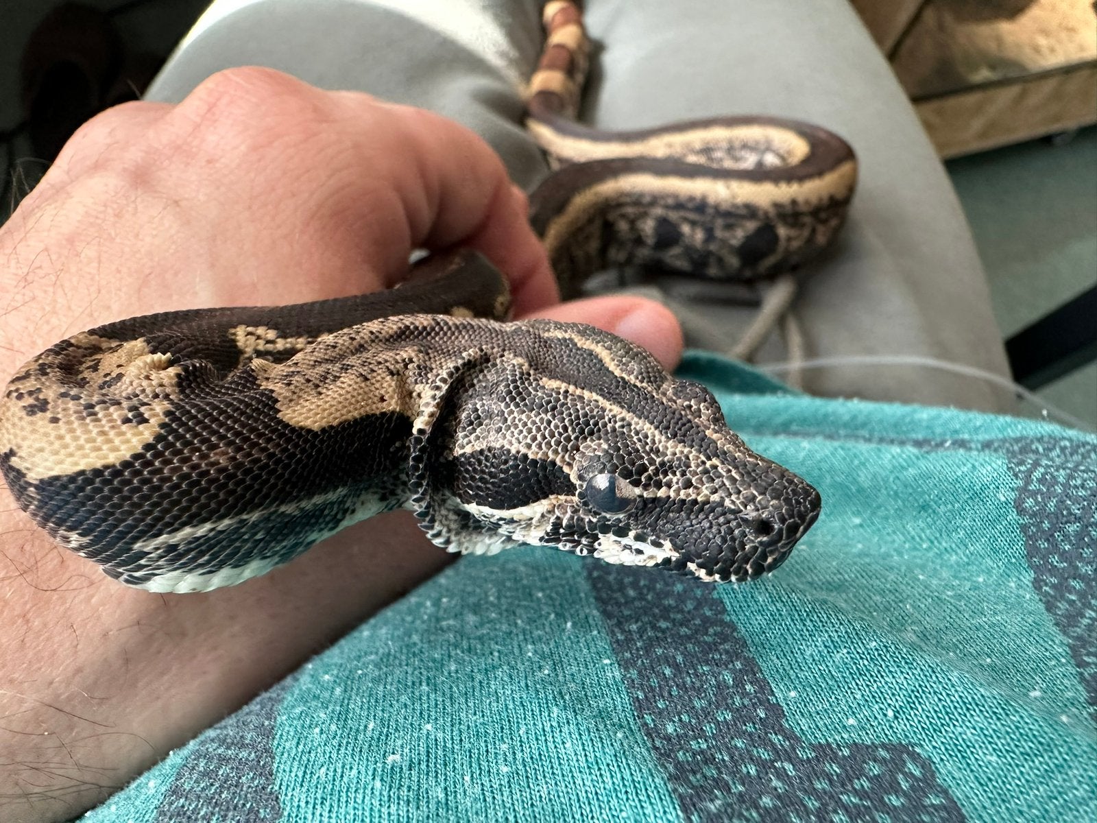 Boa imperator IMG Jungle CB 2024 Boa Constrictor photo 5