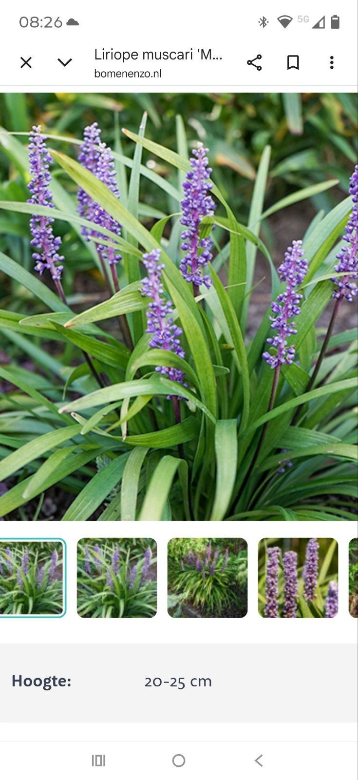 Liriope muscari 'Moneymaker' in P9 potjes 70 stuks, Ophalen of Verzenden, Overige soorten, Volle zon