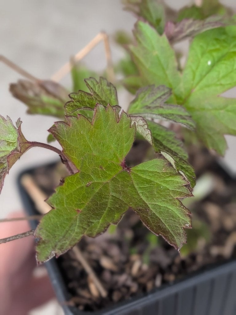 Anemone 'Honorine Jobert' – Herfstanemoon p9, Volle zon, Vaste plant, Zomer, Ophalen