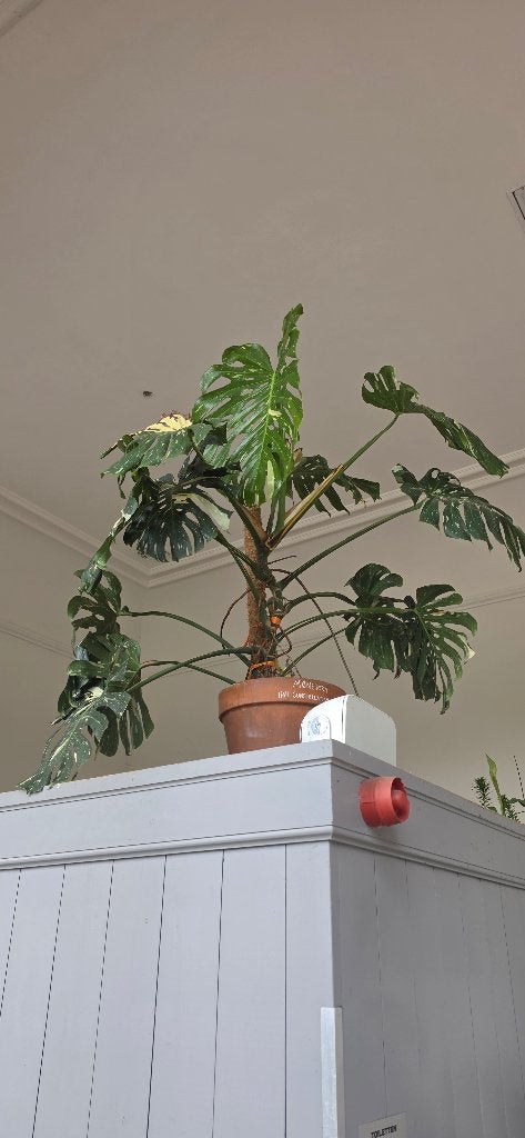 Monsterlijk Grote Monstera Thai Constellation, Huis en Inrichting, Kamerplanten, 100 tot 150 cm, Overige soorten, In pot, Groene kamerplant