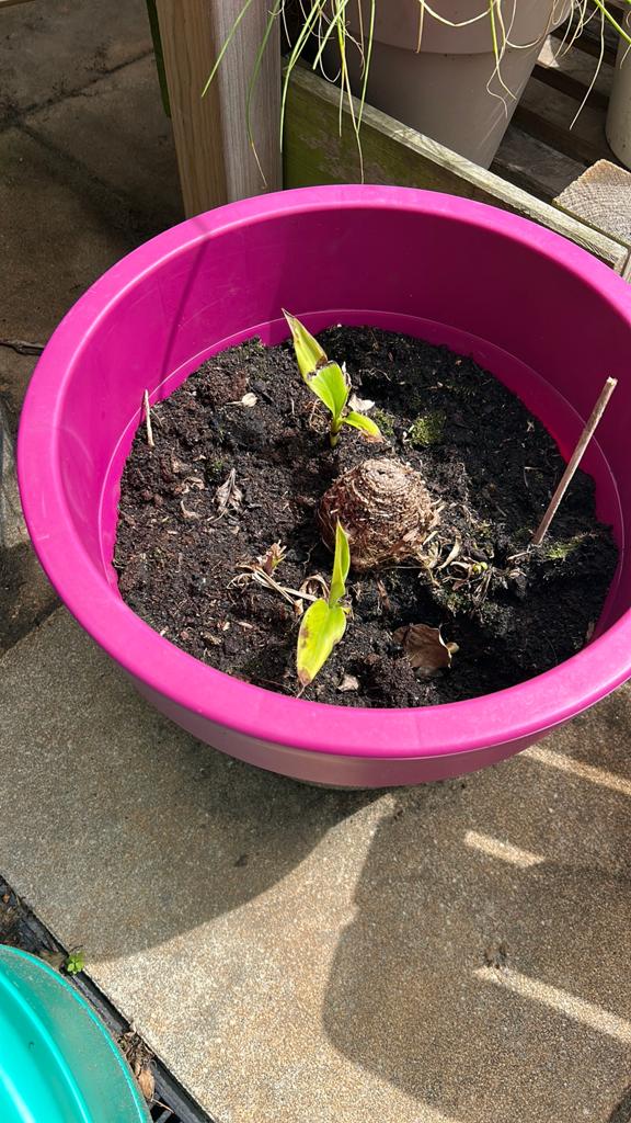 Bananenplant, Ophalen, Volle zon, Overige soorten, 100 tot 250 cm