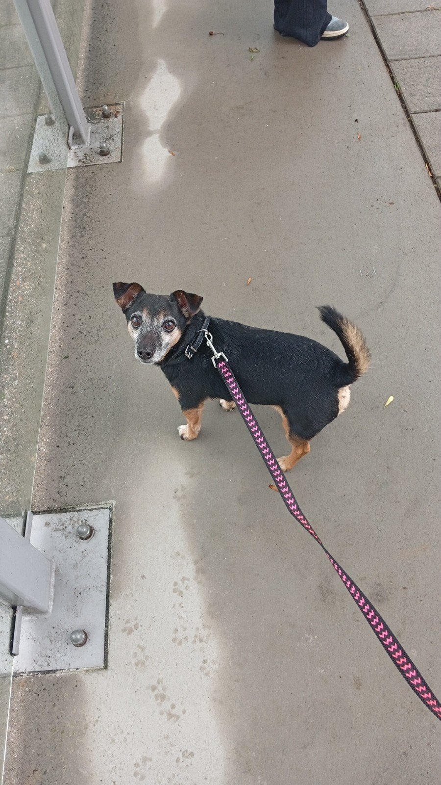 hond Jack Russell, Dieren en Toebehoren, Ophalen of Verzenden, Nieuw