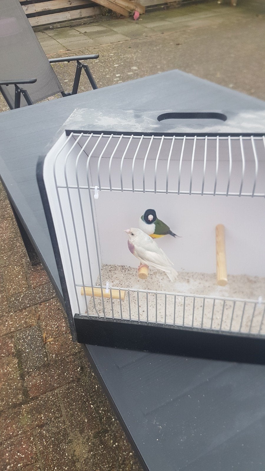 te koop  2 koppels  gouldamadines, Dieren en Toebehoren, Meerdere dieren, Tropenvogel, Geringd