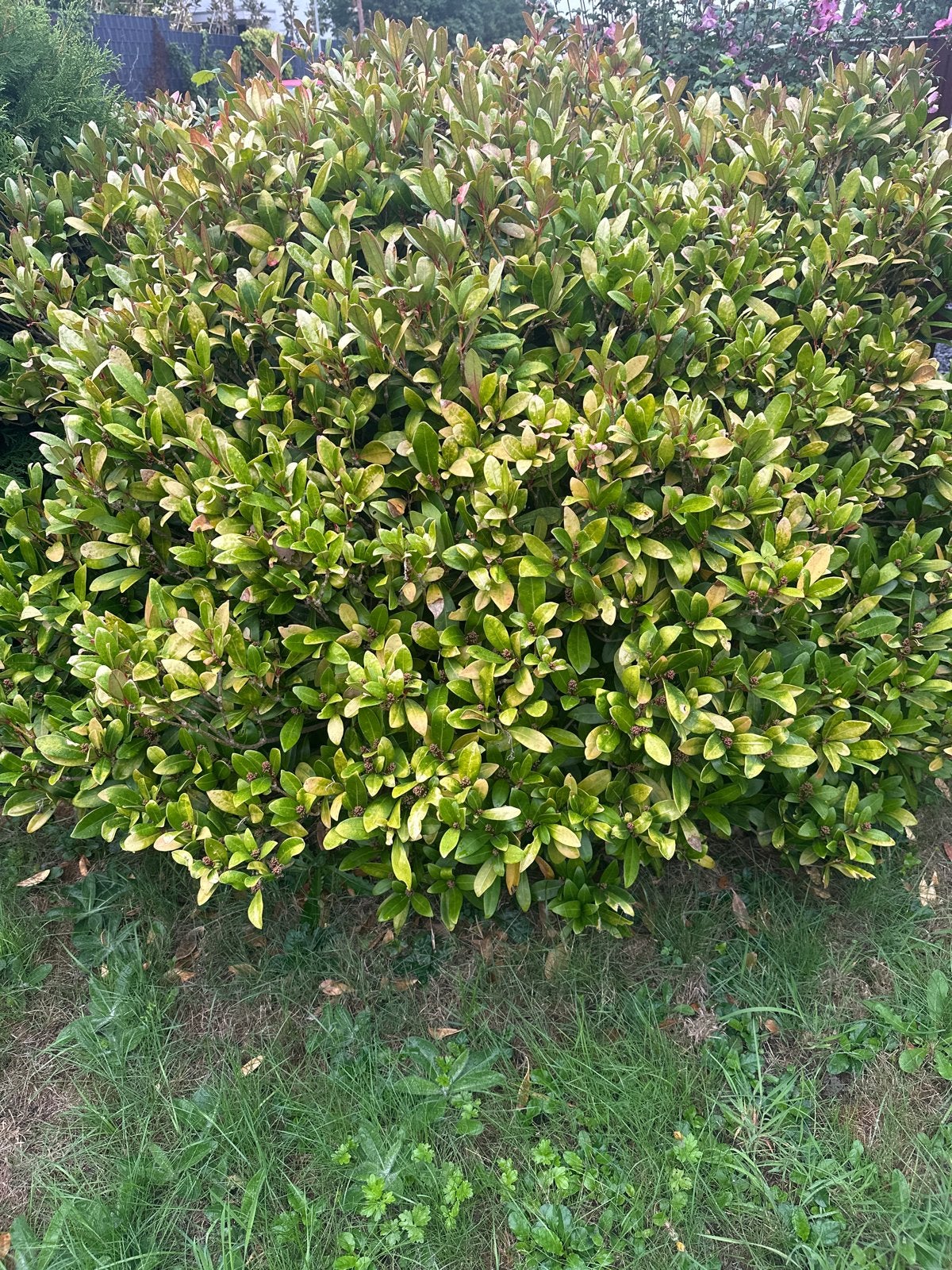 Glansmispel (Photinia) struik GRATIS AF TE HALEN!, Tuin en Terras, Overige soorten, Vaste plant, Ophalen of Verzenden, Halfschaduw