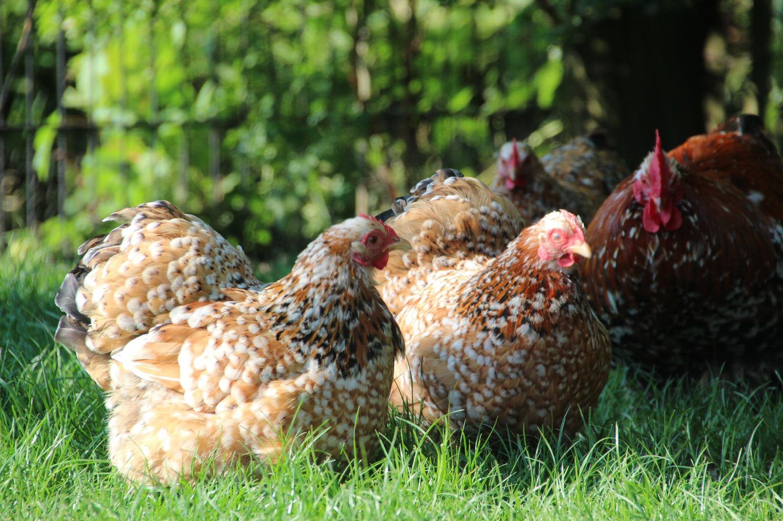 Broedeieren van onze mooie Cochin kriel kippen, Dieren en Toebehoren, Pluimvee, Geslacht onbekend, Kip