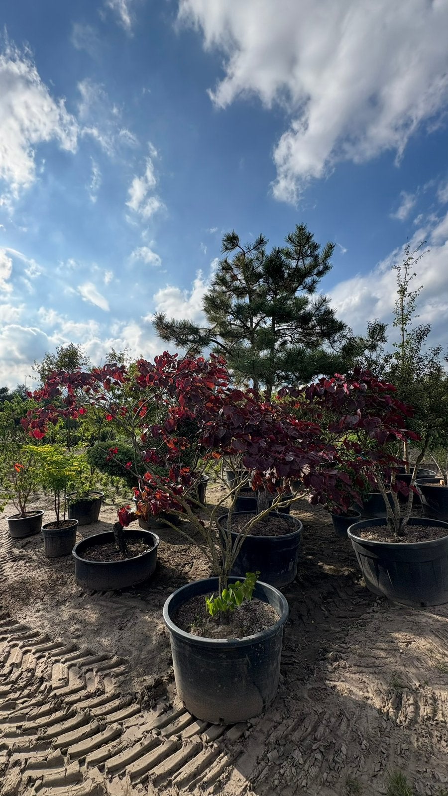 Cercis forest pansy | Judasboom, Tuin en Terras, Planten | Bomen, Ophalen of Verzenden, Volle zon, Overige soorten