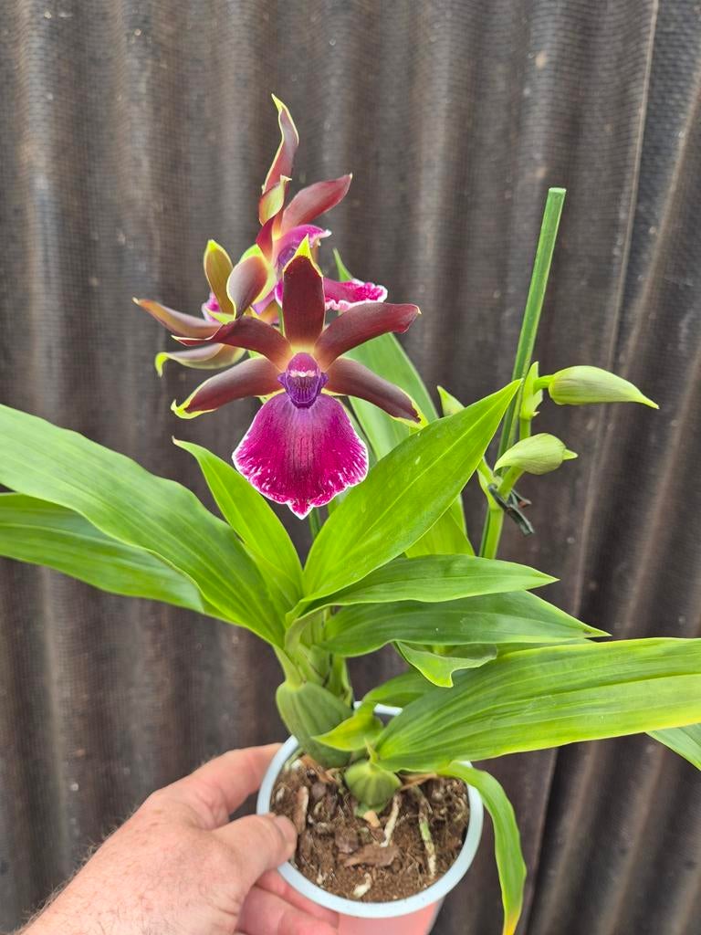 Orchidee Zygopetalum Louisendorf p12 (3), Ophalen of Verzenden, Halfschaduw, Minder dan 100 cm