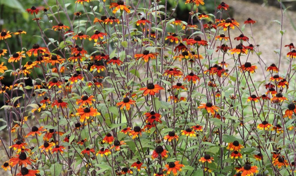 Rudbeckia hirta 'Prairie Glow' in P9, Volle zon, Vaste plant, Zomer, Ophalen
