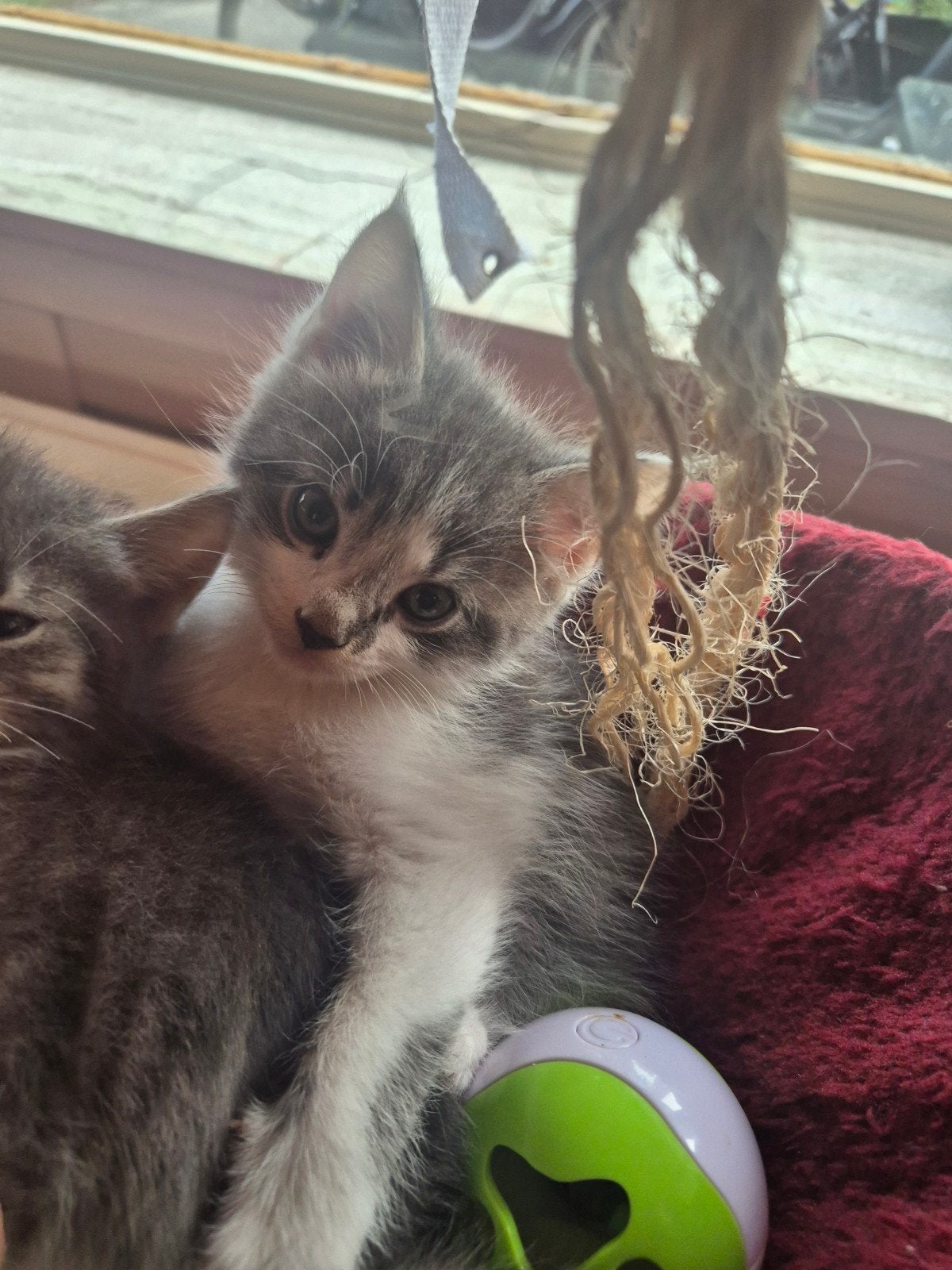 Kittens zoeken warm en liefdevol huis, Meerdere dieren