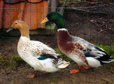 Broedeieren van de Streichereend., Dieren en Toebehoren, Pluimvee, Geslacht onbekend, Eend