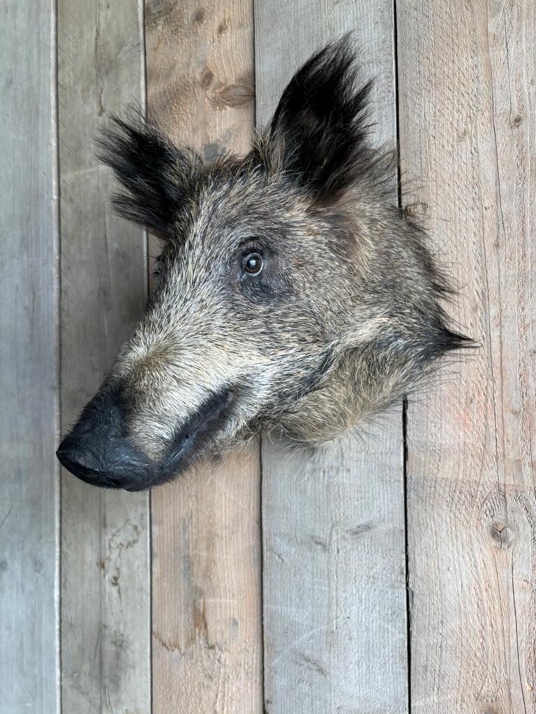 Mooi opgezet zwijntje (nieuw), Verzamelen, Ophalen of Verzenden, Nieuw, Wild dier, Opgezet dier