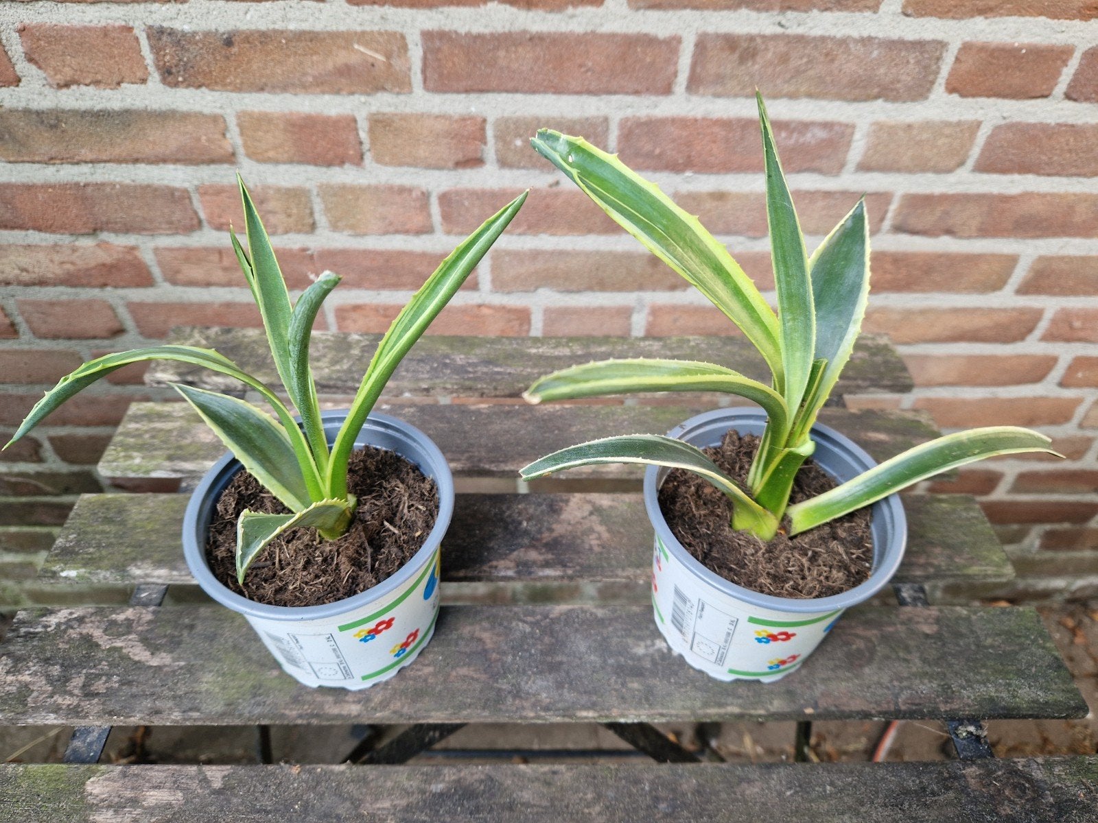 Agave plantjes, Huis en Inrichting, Ophalen of Verzenden, Minder dan 100 cm