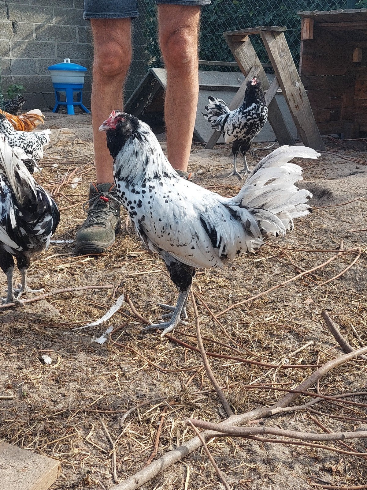 Zilverzwartgeloverd Uilebaard Hanen, Dieren en Toebehoren, Pluimvee, Mannelijk, Kip