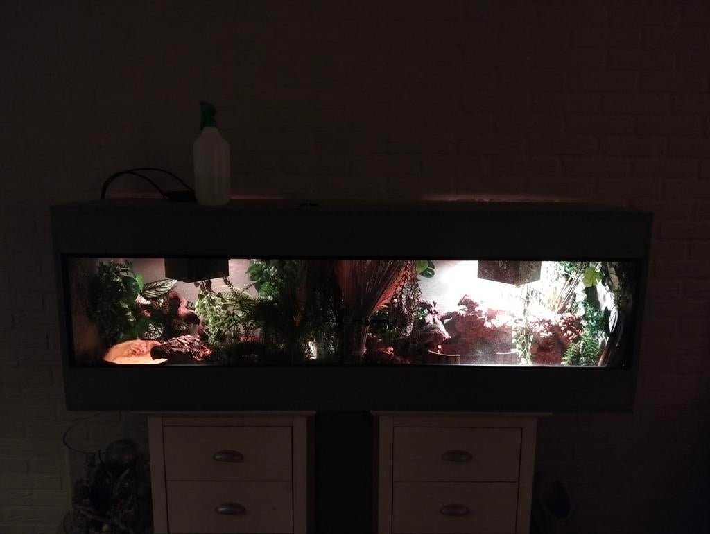 Gezonde tamme rode rattenslang met 1m50 terrarium. Rat Snake - female for sale from Henk Jan van pieteren