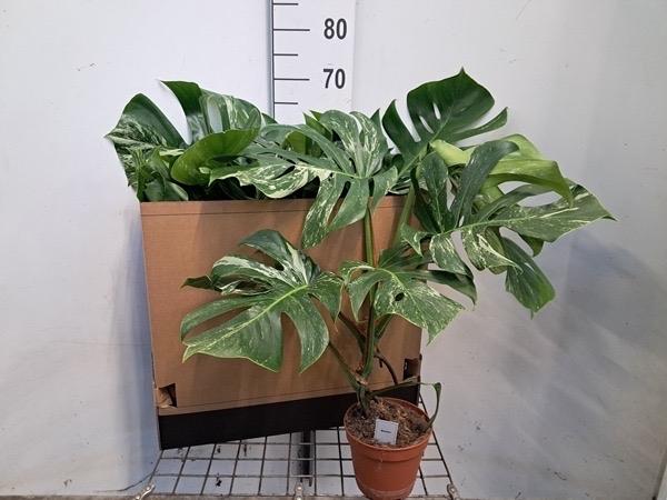 Monstera Deliciosa Variegata 60 cm, Overige soorten, Vaste plant, Ophalen of Verzenden, Bloeit niet