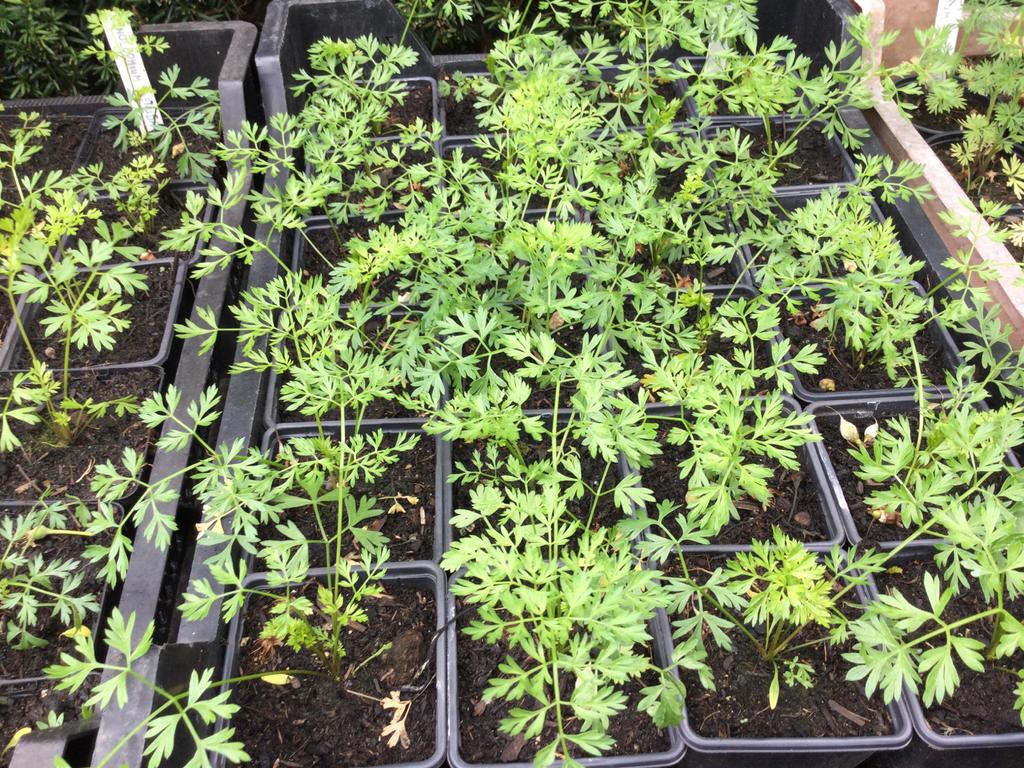 Baltische peterselie/  Cenolophium denudatum, Vaste plant, Halfschaduw, Zomer, Ophalen
