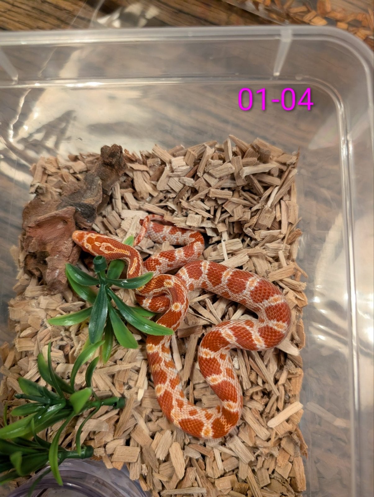 Jonge Amel Rattenslangen het Palmetto Rat Snake photo 3