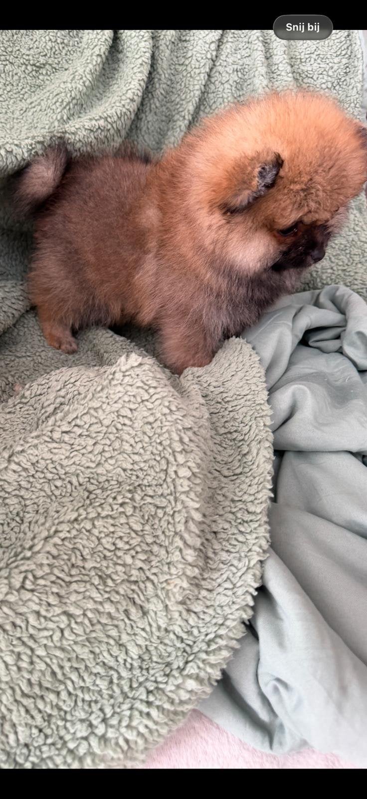 Pomeriaan Pomeranian reutje, Particulier, Keeshond, 15 weken tot 1 jaar, Reu