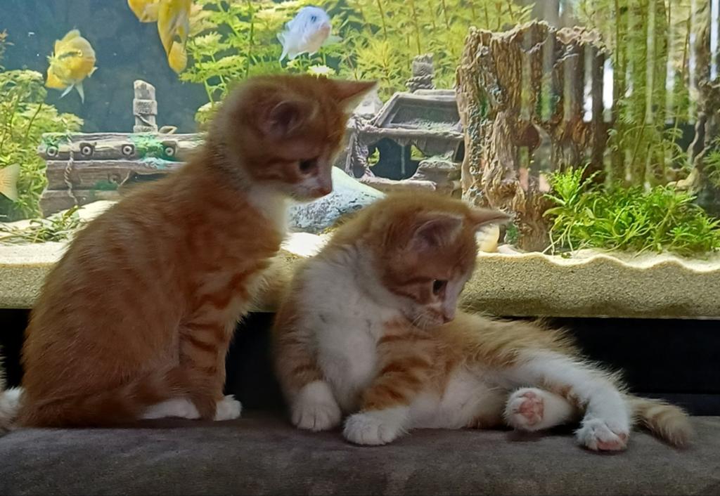 Prachtige  lieve kittens kruising Mainecoon-Europesekorthaar, Dieren en Toebehoren, Meerdere dieren