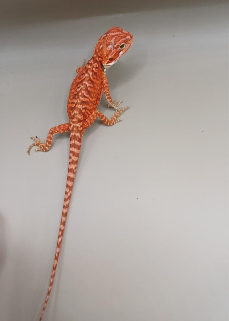 0.0.1 rode leatherback baardagaam, pogona vitticeps Bearded Dragon - female for sale from Eindhoven
