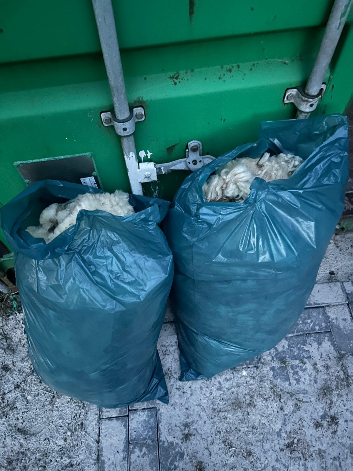 Schapenwol, Vrouwelijk, Schaap