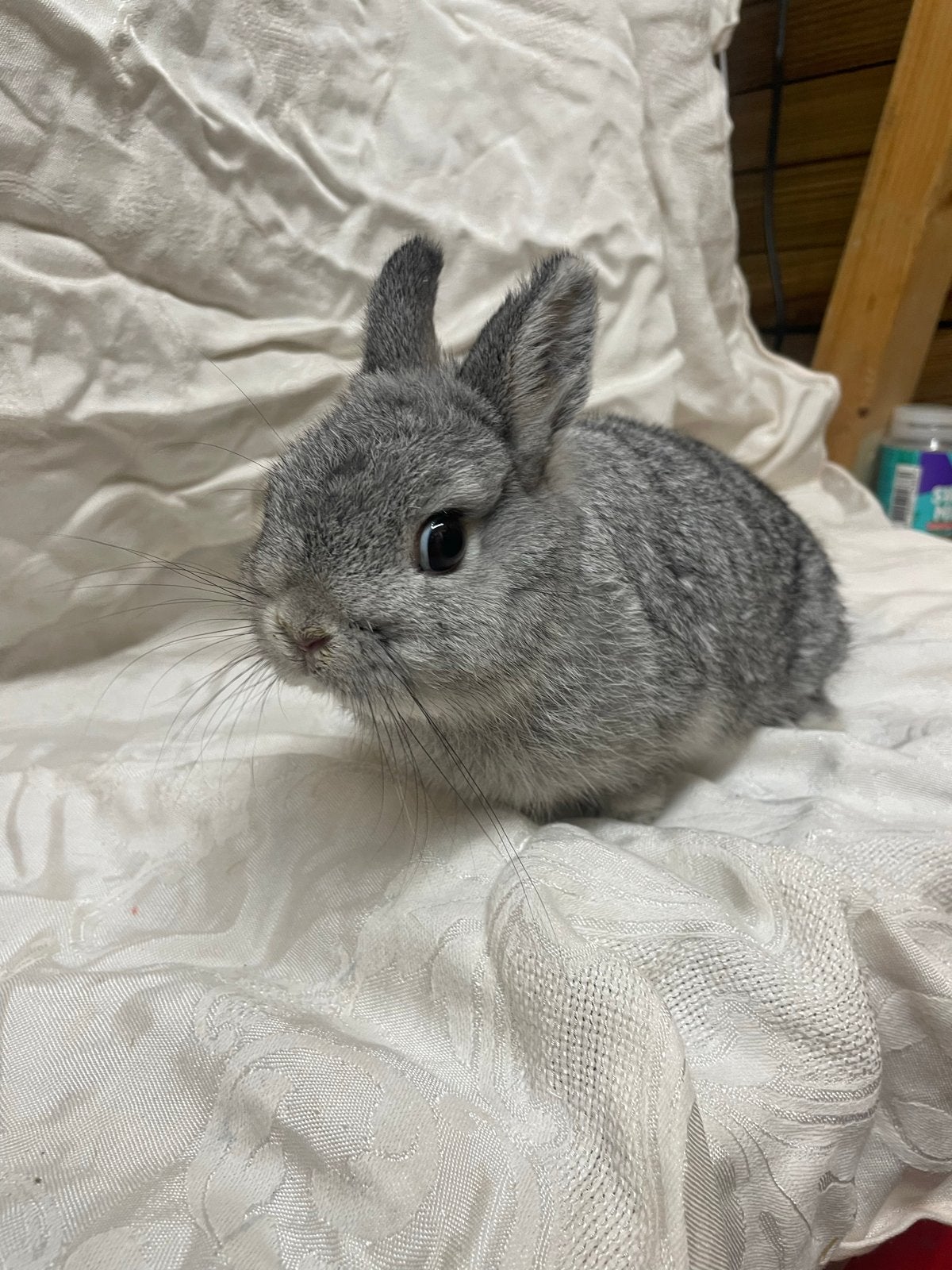 Kleurdwerg chinchilla, Dieren en Toebehoren, Mannelijk, Dwerg