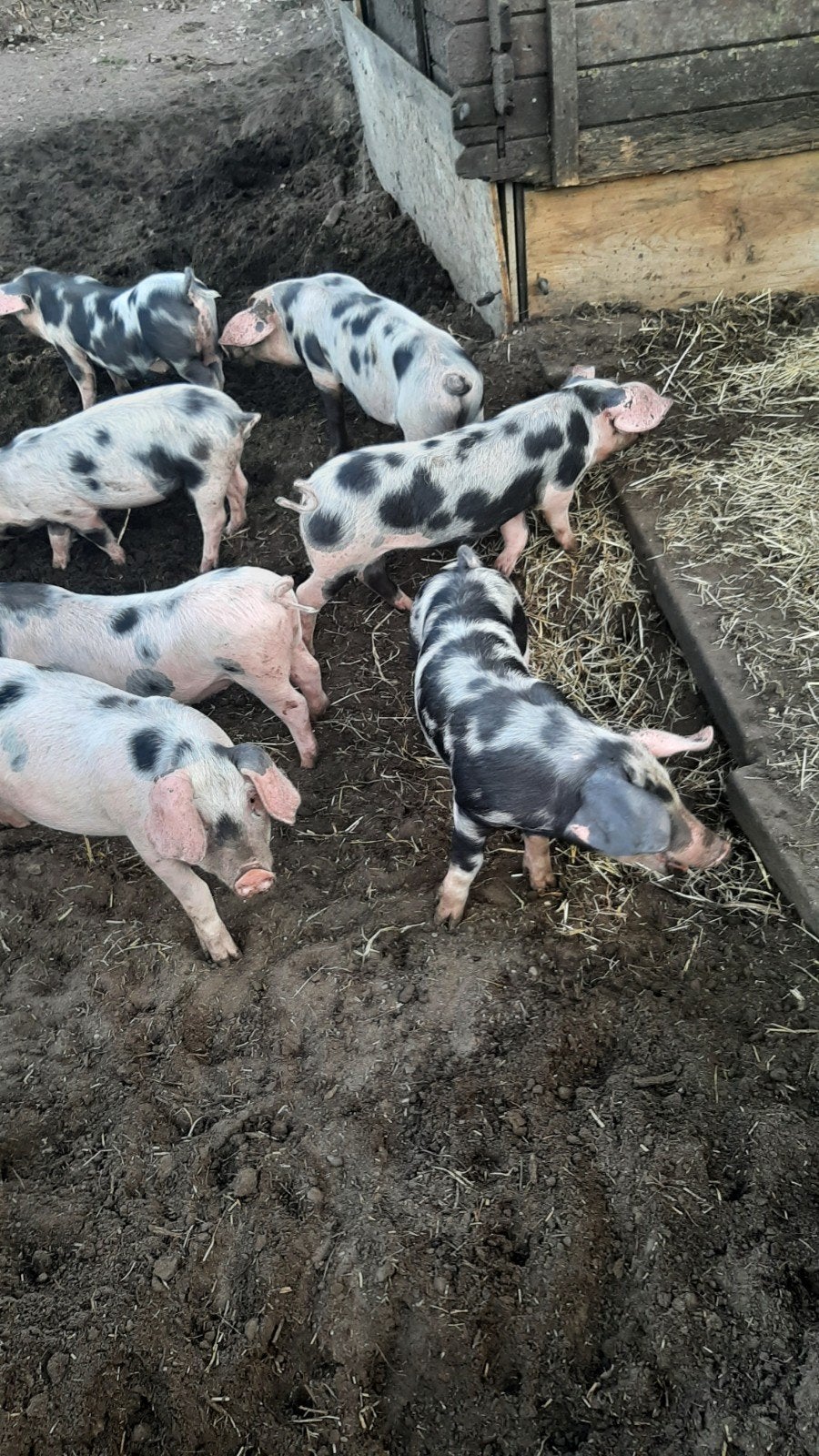mooie beintheimer biggen te koop 8 weken oud, Vrouwelijk, Varken