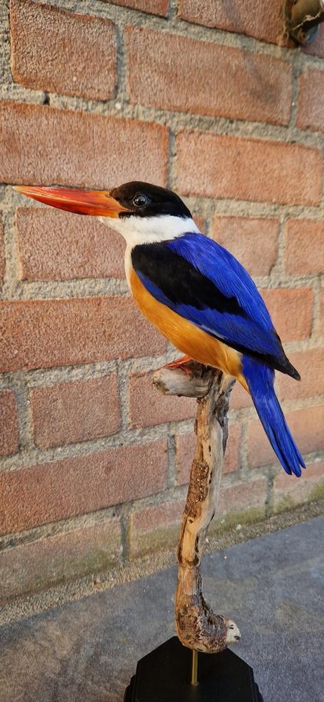 Zwartkap ijsvogel, Verzamelen, Dierenverzamelingen, Zo goed als nieuw, Opgezet dier, Vogel, Ophalen of Verzenden