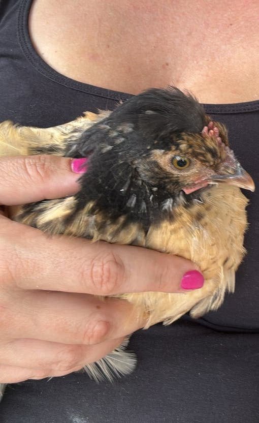 Brahma/kuifhoen haantjes zoeken een 5  huisje!, Dieren en Toebehoren, Vogels | Overige Vogels, Mannelijk