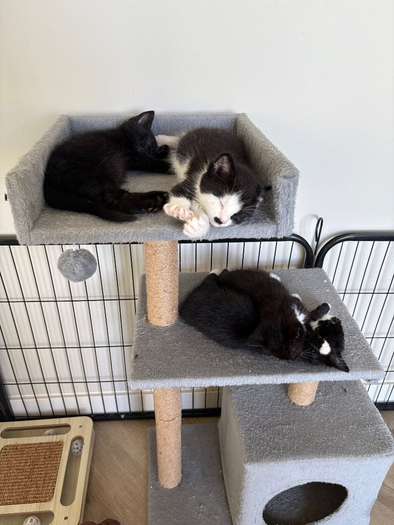 Nestje kittens, Meerdere dieren, Kortharig, 0 tot 2 jaar