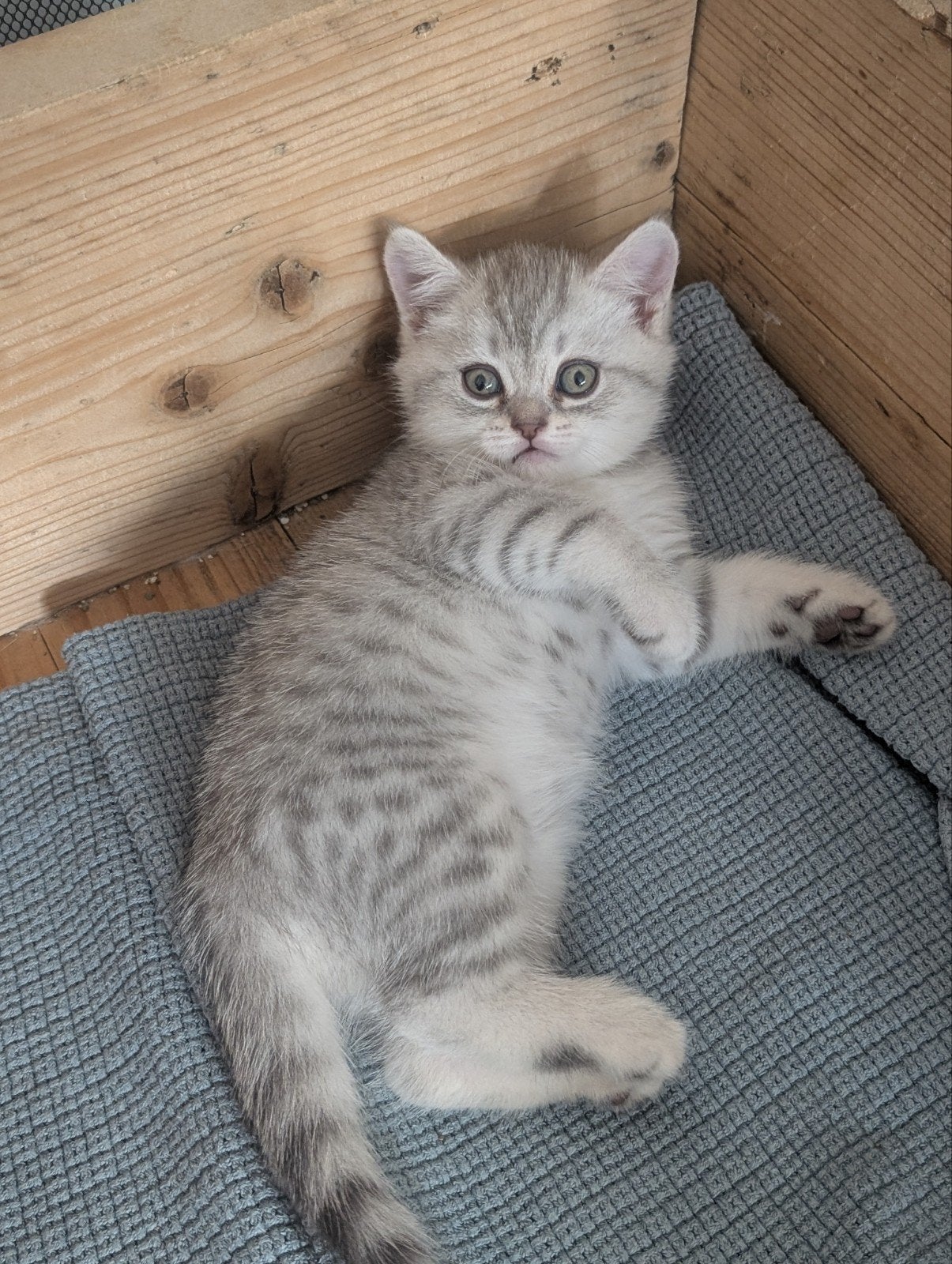 Brits korthaar Silver&Golden tabby spotted kittens 2poesjes, Dieren en Toebehoren, Poes, Ontwormd, 0 tot 2 jaar