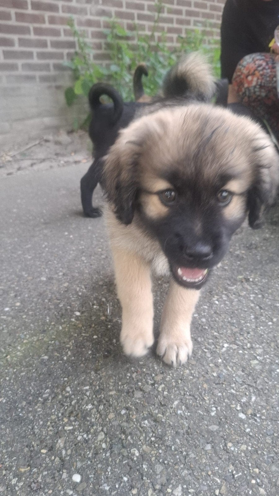 4 super lieve gezellige, ondeugende en zeer lieve puppy's, Meerdere, Meerdere dieren, Middel, Nederland