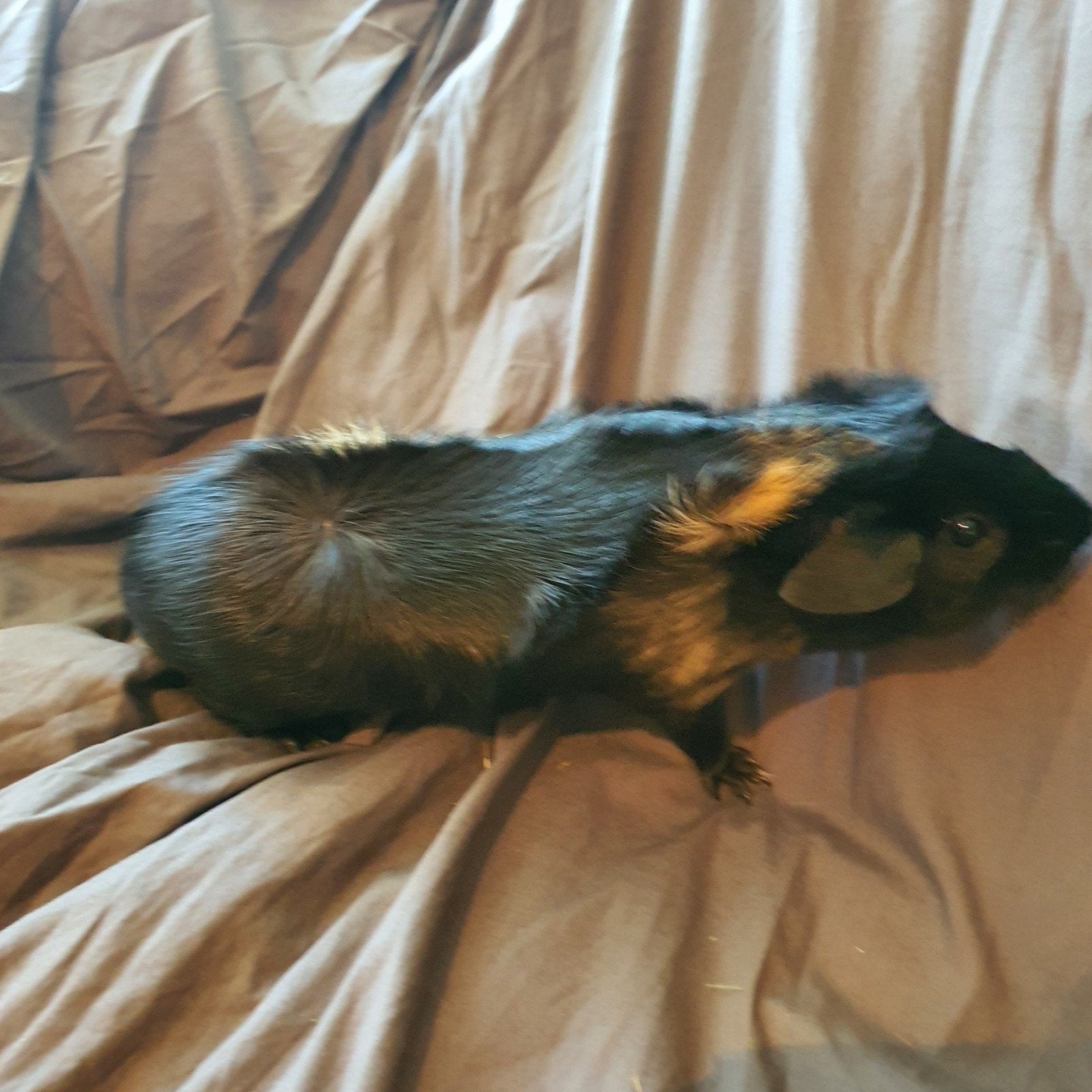 cavia, jonge man. geboren mei 2026, Cavia, Mannelijk, Mei, Tam