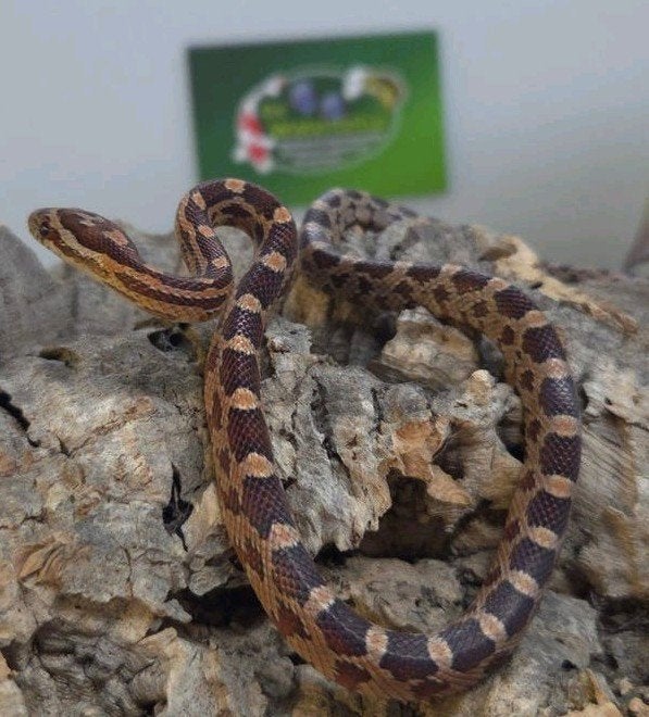 Rattenslang Rat Snake photo 3