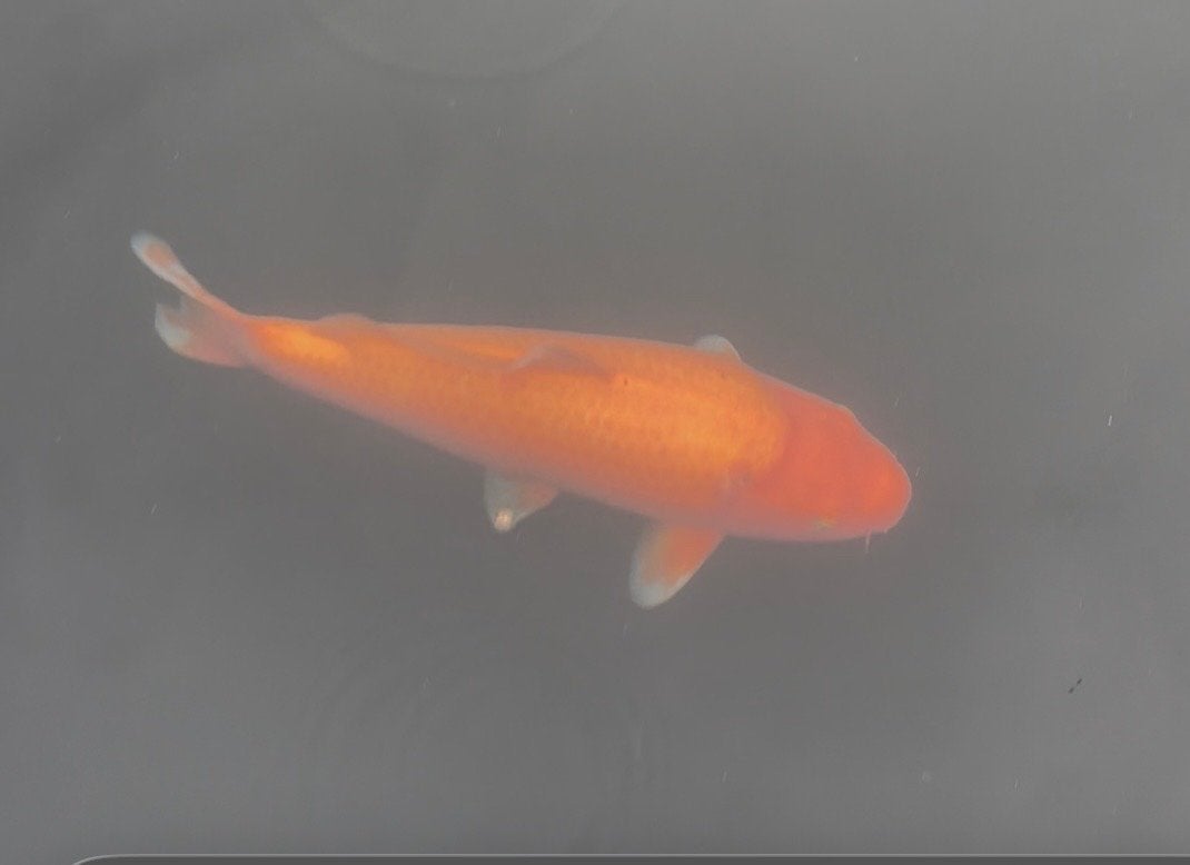 Benigoi  45 cm, Dieren en Toebehoren