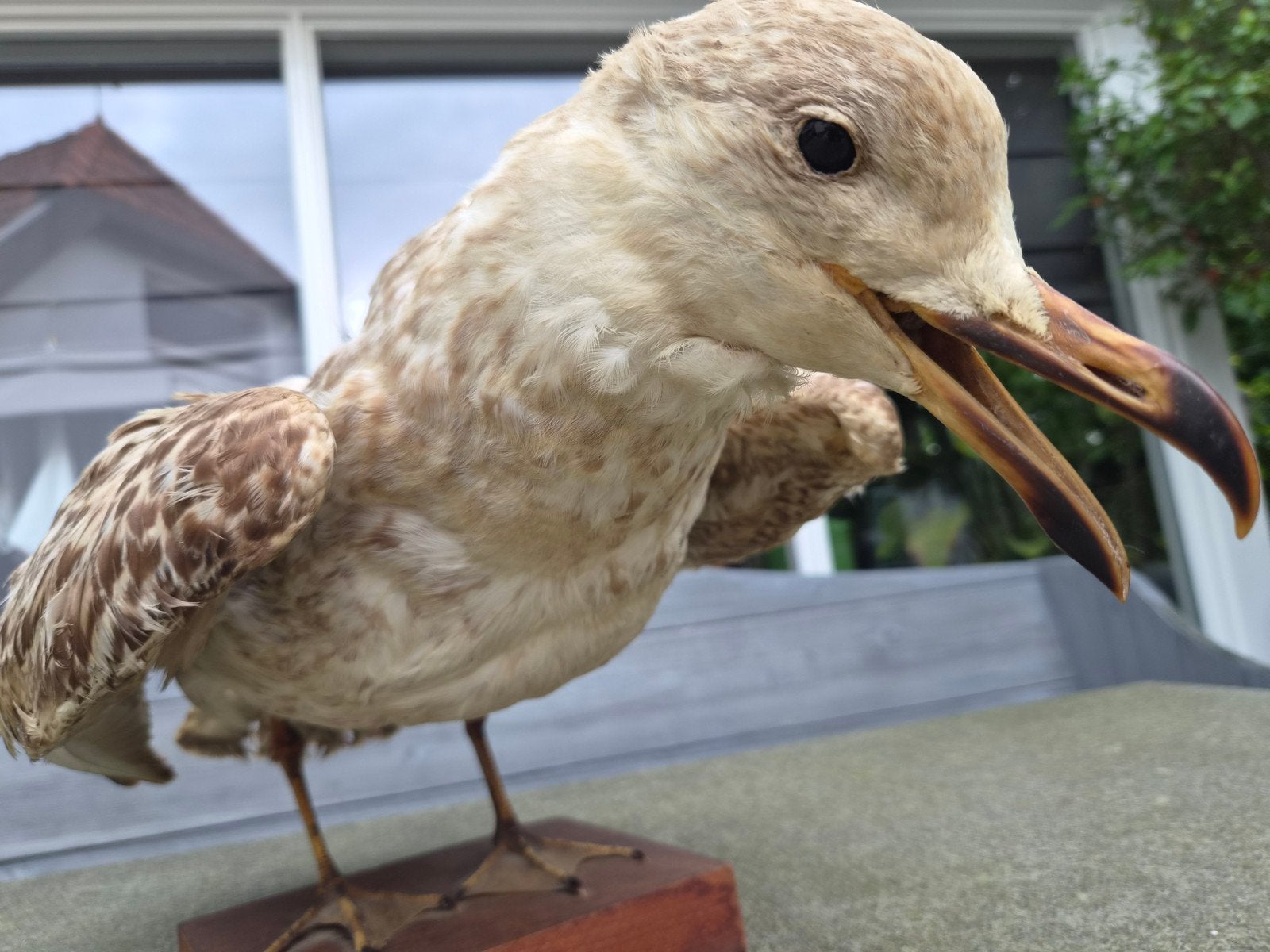 Opgezette zeemeeuw taxidermie 2x, Verzamelen, Ophalen, Vogel, Opgezet dier