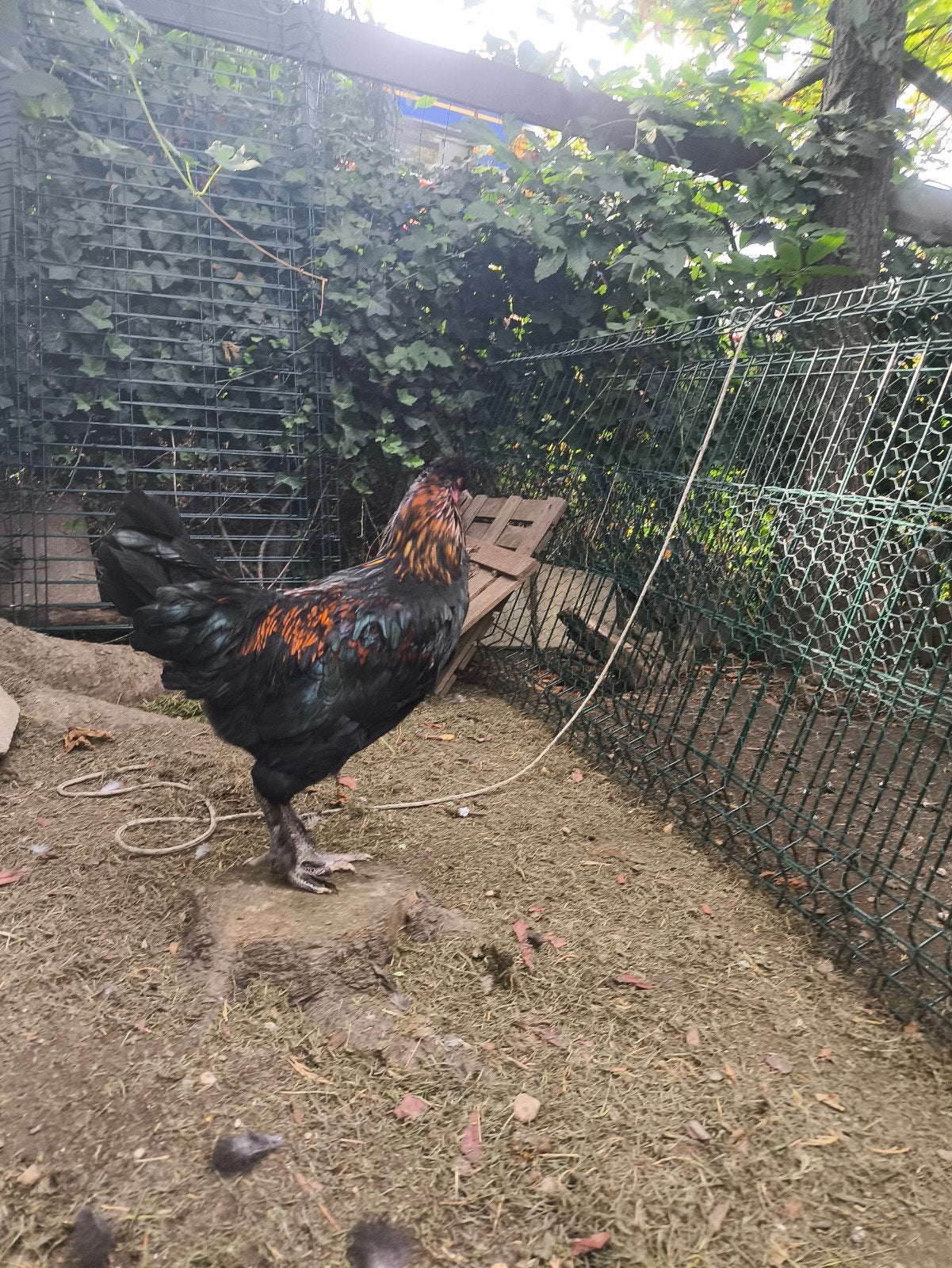 marans-araucana mix haan, Dieren en Toebehoren, Mannelijk, Kip