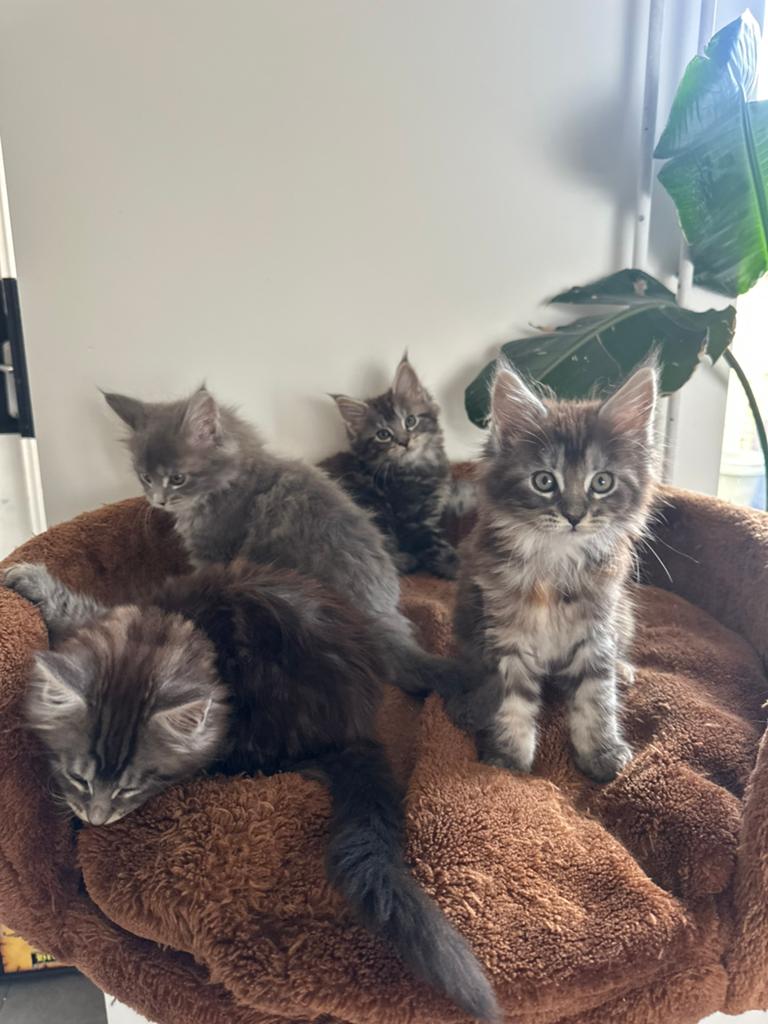 Aller liefste Maine Coon kittens, Dieren en Toebehoren, Katten en Kittens | Raskatten | Langhaar, Meerdere dieren, Ontwormd