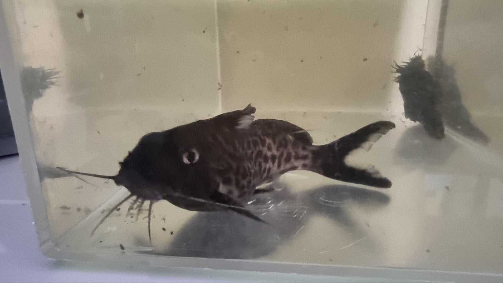 Te ruil 1x Synodontis polli en 1x Ancistrus/Borstelneus, Dieren en Toebehoren, Vis