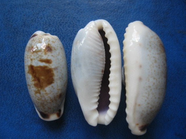 Schelpen: Cypraea cylindrica Born gem 22-29mm, Verzamelen, Mineralen en Fossielen, Verzenden, Schelp(en)
