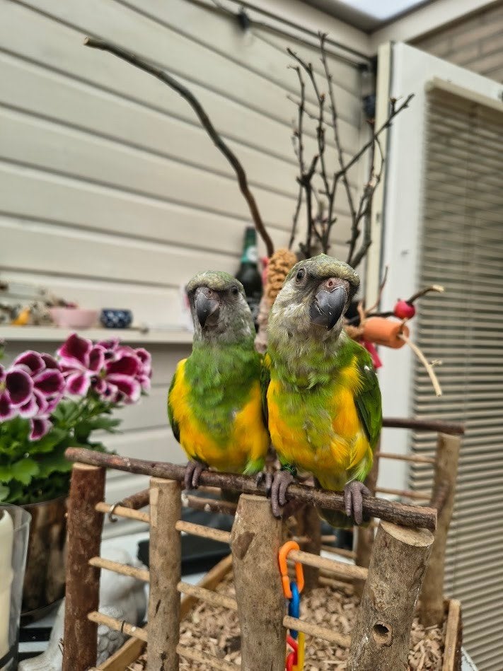 2 Bonte Boer popjes, super lief en mega tam (getest), Dieren en Toebehoren, Vrouwelijk, Papegaai, Geringd