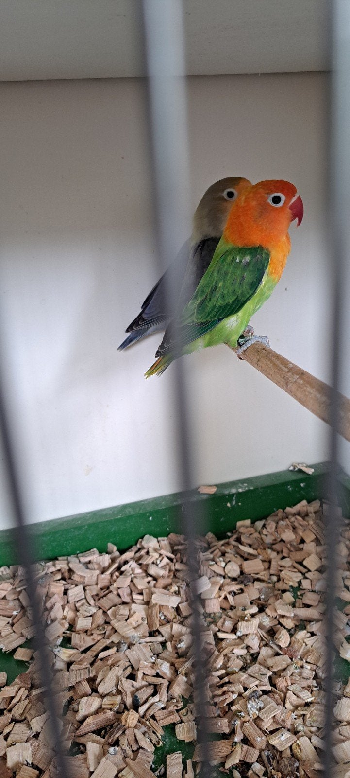 Agapornis Ficheri Oupaline en Yellow Face, Meerdere dieren, Dwergpapegaai of Agapornis