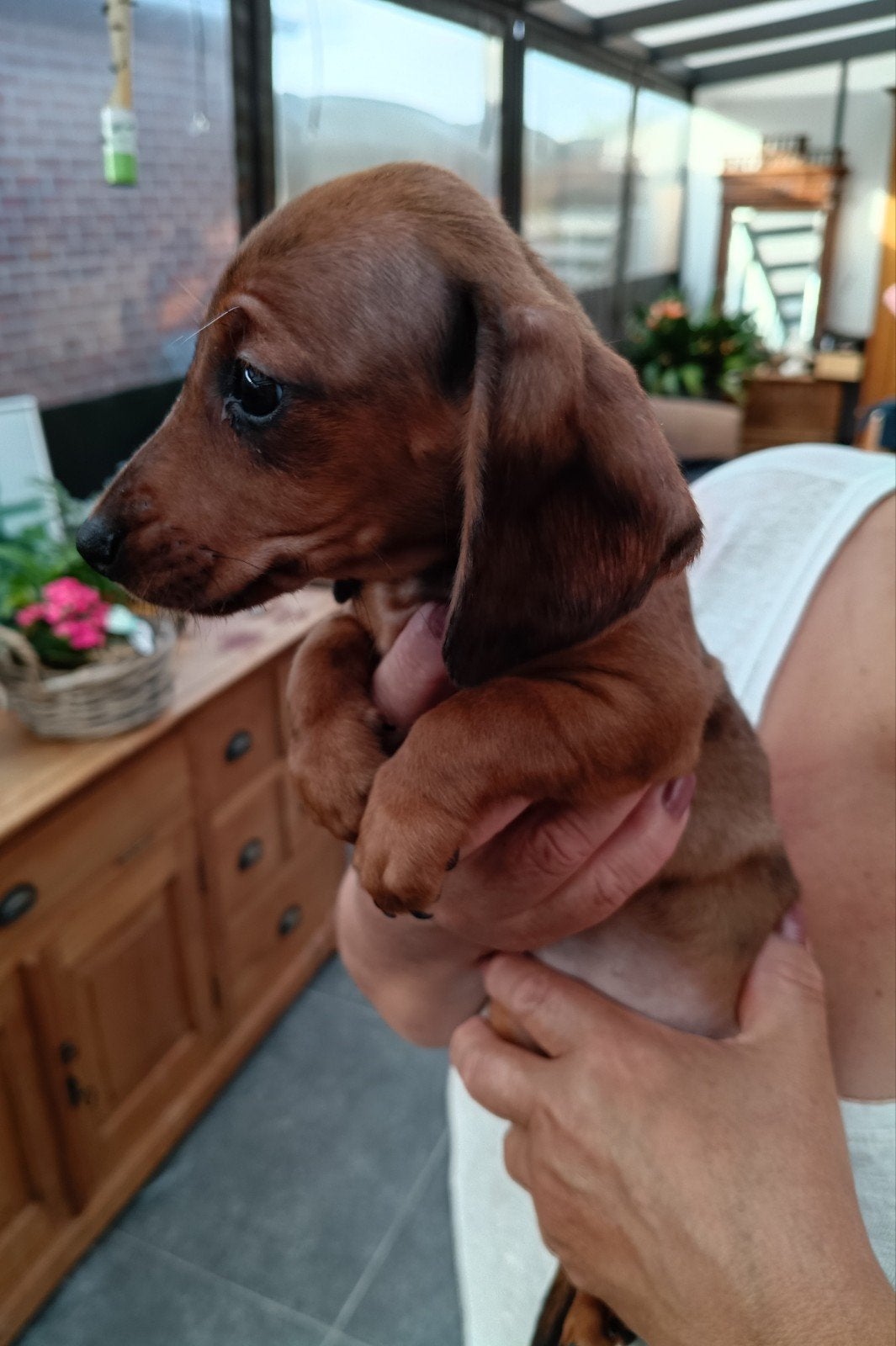 teckel pups, Dieren en Toebehoren, Honden | Teckels en Dashonden, 8 tot 15 weken, Korthaar, Teef, Meerdere